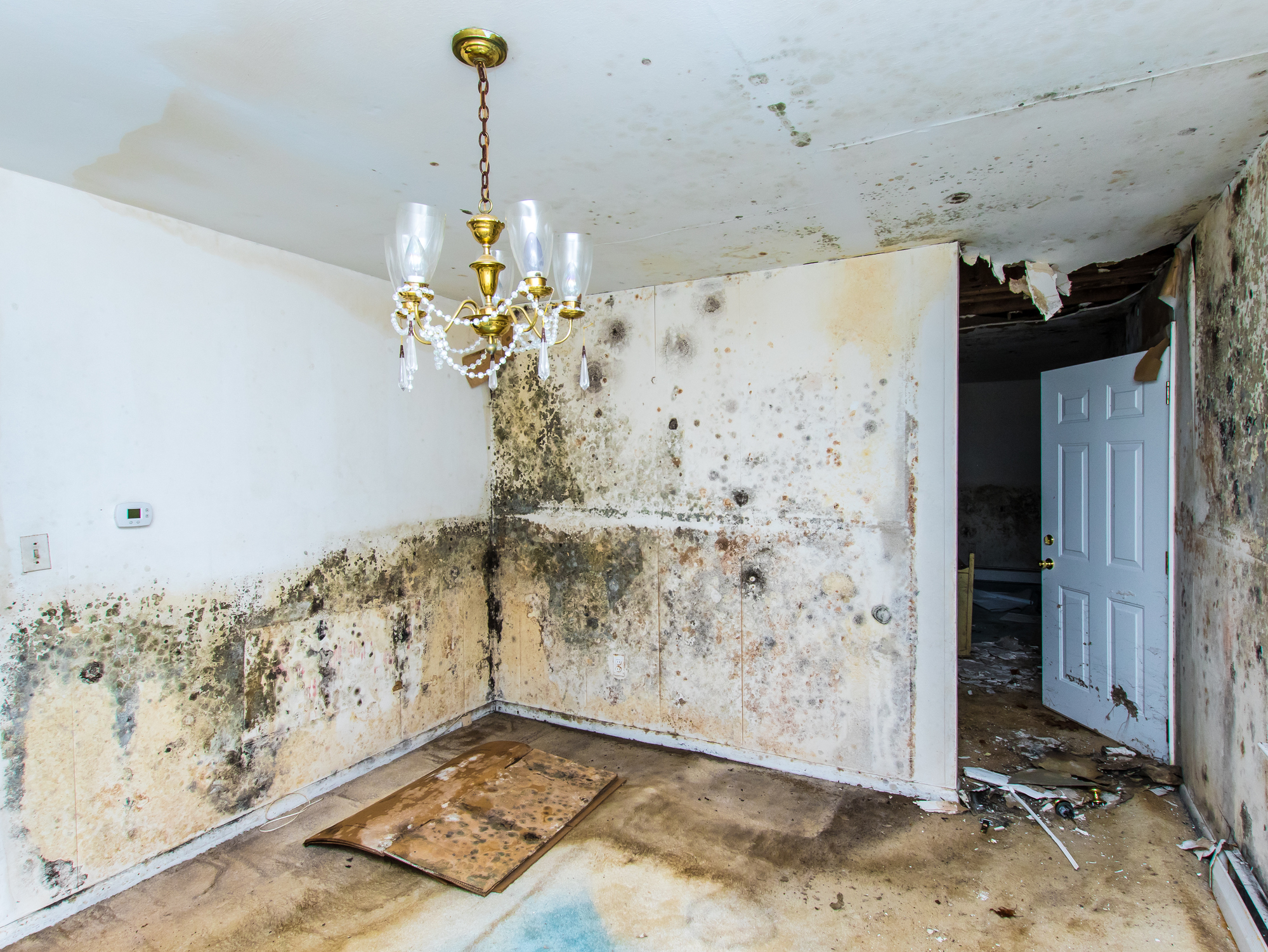 Mold Growth on walls of home - Mold Removal