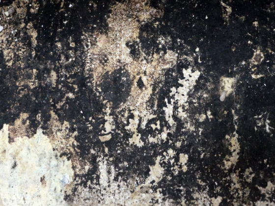 Black Mold in home