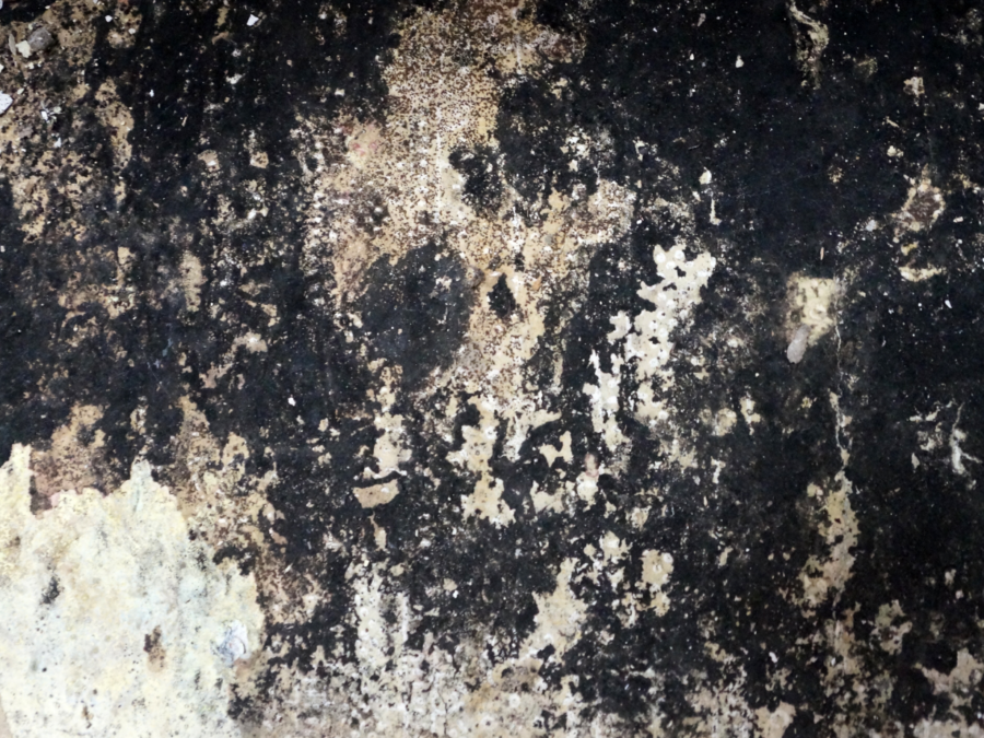 unveiling-the-dangers-of-black-mold-health-hazards-and-prevention